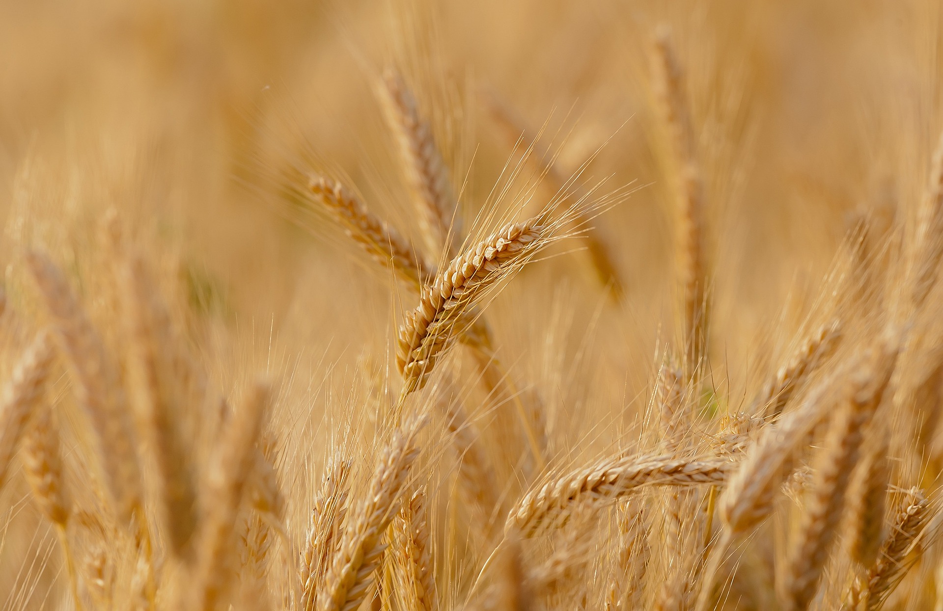 Cinque contro tutti: la disputa sulle importazioni di grano dall'Ucraina
